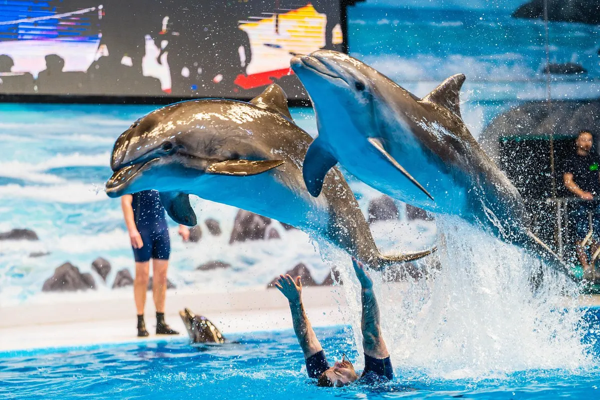 Dubai Dolphinarium in Dubai Travel Services from India